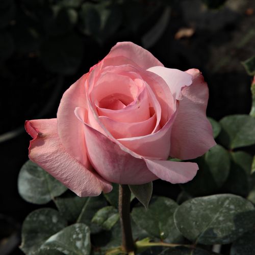 Rosa  Delset - růžová - Stromkové růže s květmi čajohybridů - stromková růže s rovnými stonky v koruně